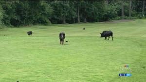 Pig and piglets invade island golf course
