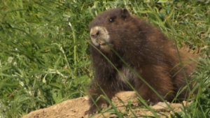 The number of Vancouver Island marmots in the wild increased this week, with 10 of the critically endangered rodents released onto a Mount Washington ski run.
