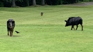 Pigs running wild, wreaking havoc on B.C. golf cou