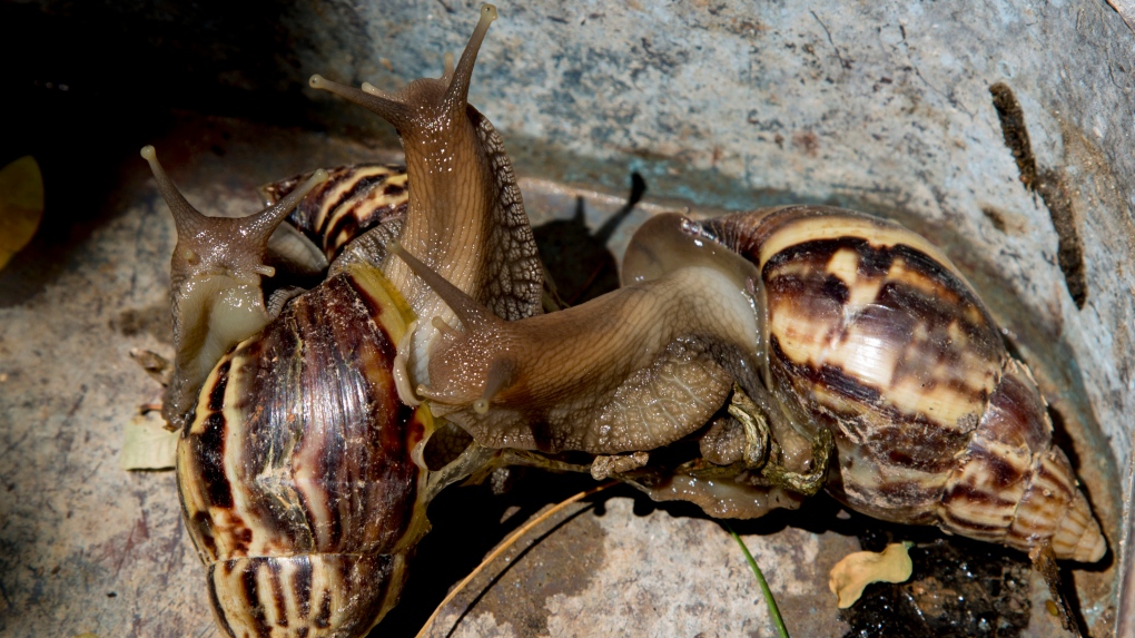 African snails 