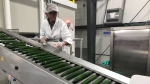 Topline Farms has invested in equipment produce plastic-free cucumbers with a special coating designed by Apeel Sciences in Leamington, Ont., on Tuesday, July 12, 2022. (Michelle Maluske/CTV News Windsor)