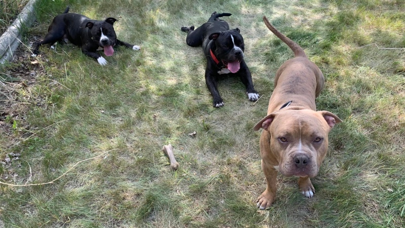 The three dogs seized by City of Calgary animal control following a fatal June 5 attack on a senior in northwest Calgary. (Facebook/Denis Bagaric)