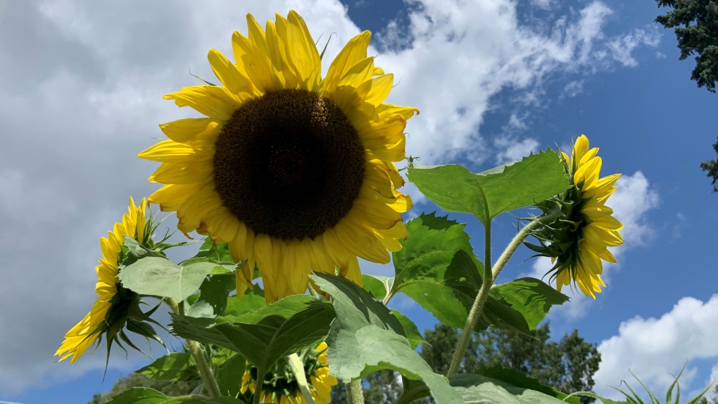 Sunflower - July 2022
