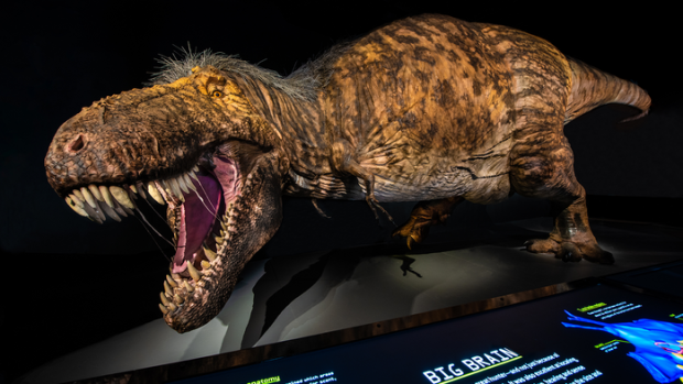 The T.rex was a massive coward – and we have the footage to prove it - BBC  Science Focus Magazine