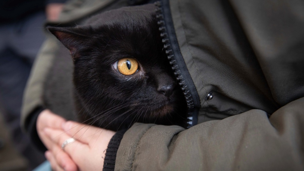 Natasha Ukrainec shelters her cat Bonja