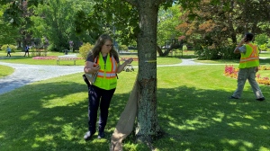 Halifax parks and urban forestry workers evaluate the damage to 30 trees in the Public Gardens on July 27, 2022. The trees range from 50 to 200 years old. 