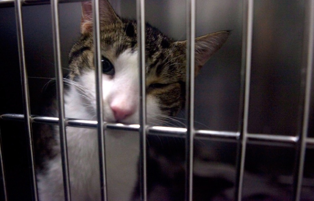 Animal shelters deal with exploding cat population | CTV News