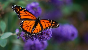 A monarch butterfly feeds on a large flowering bush near The Beaches in Toronto on Thursday, October 14, 2021. (THE CANADIAN PRESS/Evan Buhler)