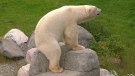 Association offers private polar bear habit tours