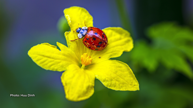 Ladybug on the yellow flower. (Huu Dinh/CTV Viewer)