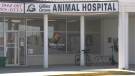 Gillies Grove Animal Hospital in Arnprior, Ont. (Dylan Dyson/CTV News Ottawa)