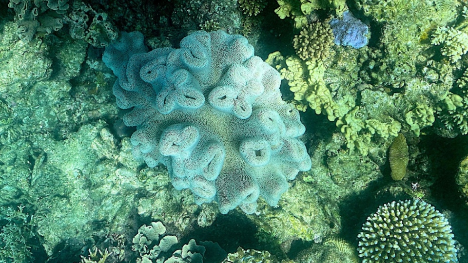 New Zealand: Sea sponge populations 'dying by the millions' due to climate  change