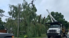 Crews cleanup damaged trees in Elora on Aug. 4, 2022. (Krista Sharpe/Kitchener)