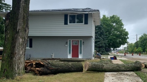 The roof of this Elora home was damaged by a falling tree. (Krista Sharpe/CTV News)