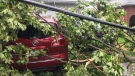 A large tree limb fell on a vehicle on McNab Street in Elora. (Dan Lauckner/CTV News)