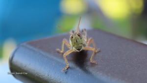 A cheeky little grasshopper on the arm of our lawn chair. (Sandi Coy/CTV Viewer)