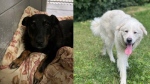 The B.C. SPCA says four dogs, including these two, are missing from the Prince George branch after a break-in. (SPCA)