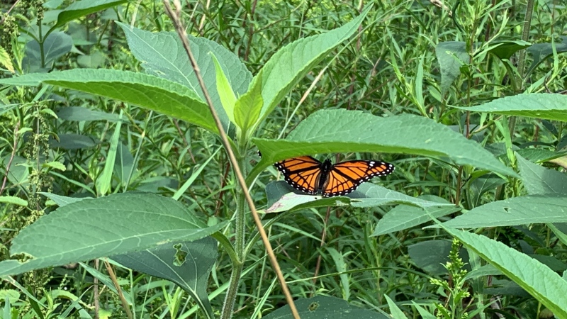 A butterfly pictured on Aug. 5. (Stephanie Villella/CTV News Kitchener)