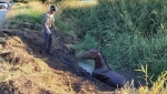 Veterinarian Tino Martinez is pictured with the stuck horse. (Central Saanich Fire Department) 