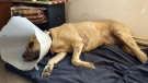 Service dog recovering after escaping Oregon fire