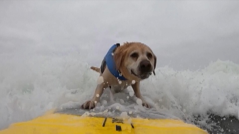 More than 100 dogs of all sizes gathered in Pacifica, Calif. on Aug. 6 to participate in a surfing competition.