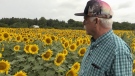 Jay Curtis, a prostate cancer survivor, has planted several acres of sunflowers to raise funds for local hospitals. (Sean Irvine/CTV London).