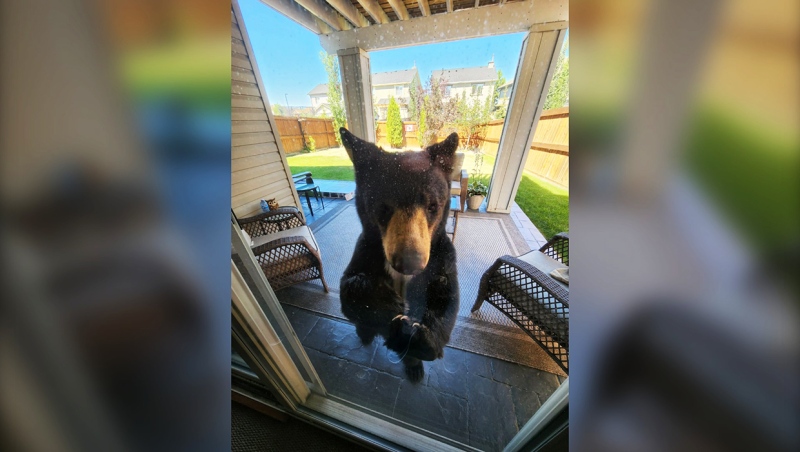 A black bear turned up in the back yard of this home in the Sagewood neighourhood of Airdrie Monday just after 1 p.m. Photo courtesy: Kim North