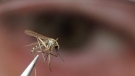 An adult mosquito is shown in the laboratory as the 2007 West Nile Virus program of the Middlesex-London Health Unit kicked off in Strathroy, Ont., Thursday May 10, 2007.