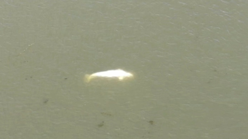 A Beluga whale in the Seine river in Saint-Pierre-la-Garenne, west of Paris, on Aug. 4, 2022. (SDIS27 via AP) 