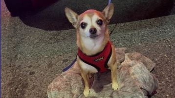 A Chihuahua named Lulu has been returned to its owner after police stopped an allegedly stolen car in Oshawa, Ont. (DRPS)