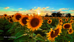Sunflowers in Cumberland Ontario with a beautiful sunset background. (Jack Pelletier/CTV Viewer)