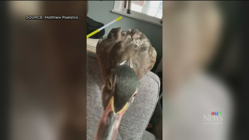 Guelph family searching for missing duck