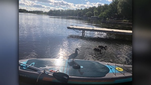 Duck paddle boarding. Photo by Lisa Silvari.