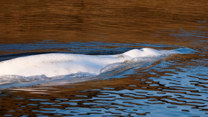 Beluga whale that strayed into France's Seine river swims near the Notre-Dame-de-la-Garenne lock in Saint-Pierre-la-Garenne, west of Paris, France, on Aug. 9, 2022. (Benoit Tessier / Pool via AP) 