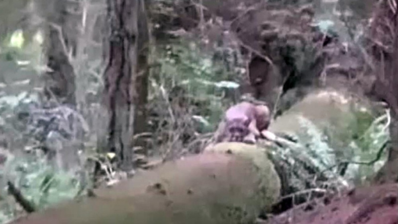 B.C. man captures video of scary cougar encounter