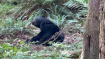 Video shows itchy bear off Port Coquitlam trail