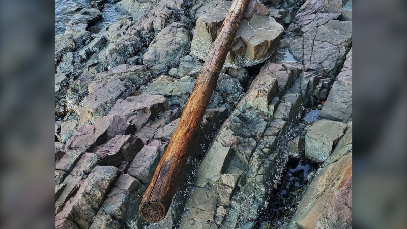 Police say officers measured the log at approximately 6 metres long by 20 centimetres thick. (RCMP)