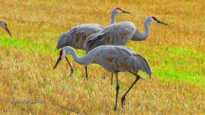 Sandhill cranes out feeding in Lapasse, Ont. (Pam Bertrand/CTV Viewer)