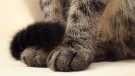 A cat's paws are seen in an undated image from Shutterstock.