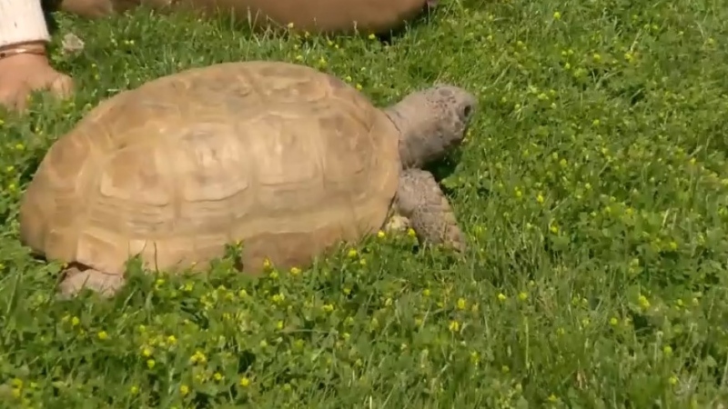 Gus the tortoise