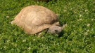 Gus the tortoise 