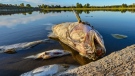 Dead fish float in the shallow waters of the German-Polish border river Oder near Genschmar, eastern Germany, on Aug. 12, 2022. (Patrick Pleul / dpa via AP)