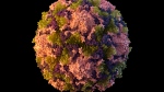 FILE - This 2014 illustration made available by the U.S. Centers for Disease Control and Prevention depicts a polio virus particle. (Sarah Poser, Meredith Boyter Newlove/CDC via AP, File)