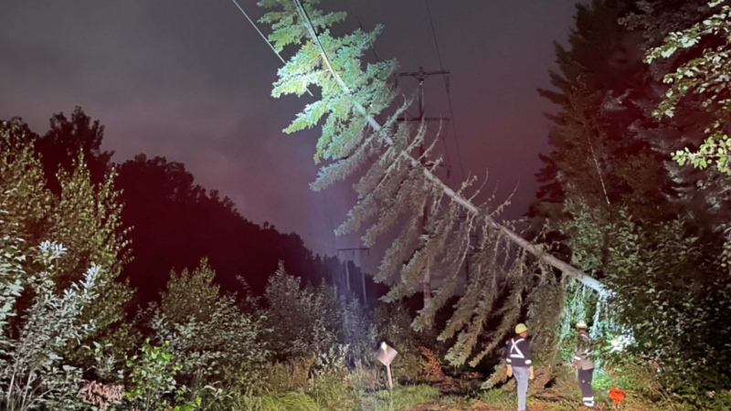NB Power crews examine a tree that fell on a transmission line in Moncton on Aug. 10, 2022. (New Brunswick RCMP)