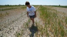 Elisa Moretto walks on her dried rice field, in Porto Tolle, Italy, Friday, July 29, 2022. Drought and unusually hot weather have raised the salinity levels in Italy's largest delta. (AP Photo/Luca Bruno)