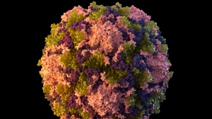 This 2014 illustration made available by the U.S. Centers for Disease Control and Prevention depicts a polio virus particle. The polio virus has been found in New York City's wastewater in another sign that the disease, which hadn't been seen in the U.S. in a decade, is quietly spreading among unvaccinated people, health officials said Friday, Aug. 12, 2022. Now, Canadian officials say they'll begin monitoring wastewater for poliovirus in several Canadian cities. (Sarah Poser, Meredith Boyter Newlove/CDC via AP, File)