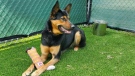 Ezra, a two-year-old German shepherd was available for adoption through the SPCA as of Aug. 12, 2022. (SPCA)