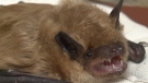 Rabid bat bites one person