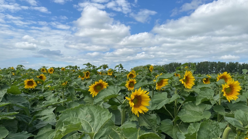 A field of sunflowers along the Trans-Canada Highway where Manitobans can go to take selfies, all while helping a local fundraiser. (Source: Cody Carter/CTV News)