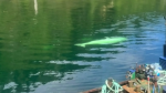 Aquaculture workers on the North Island were visited by a rare white orca this week.